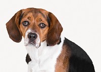 Beagle dog, isolated collage element psd