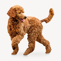 Brown poodle, isolated collage element psd