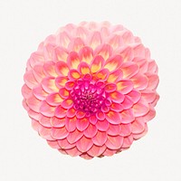 Pink dahlia flower, botanical collage element psd