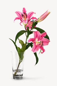 Pink lily collage element, isolated image psd