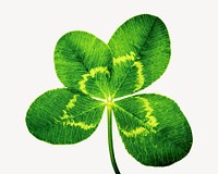 Clover leaf, isolated botanical image psd