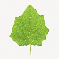 Green leaf, isolated botanical image psd