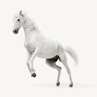 White horse rearing, isolated animal image psd