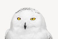 Snowy owl collage element psd