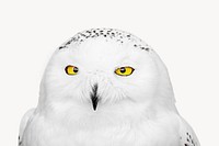 Snowy owl isolated animal image