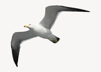 Flying seagull, isolated animal image psd