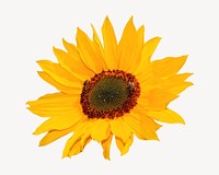 Sunflower, isolated botanical image psd