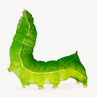 Caterpillar worm, isolated animal image psd