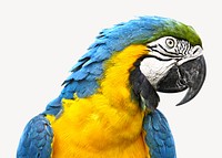 Macaw parrot collage element psd