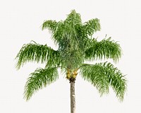 Palm tree,  isolated botanical image