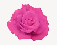 Pink rose, collage element psd