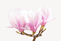 Pink magnolia flower, isolated botanical image psd