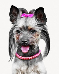 Yorkshire terrier dog, pet animal isolated image