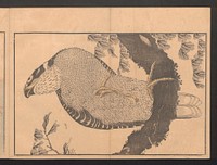 Katsushika Hokusai's eagle. Original public domain image from the MET museum.