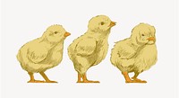 Baby chicks animal illustration vector