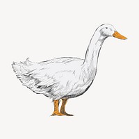 White duck animal illustration vector