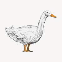 White duck sketch animal illustration psd
