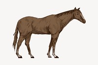 Brown horse animal illustration vector