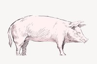 Pig sketch animal illustration vector