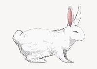 White rabbit animal illustration vector