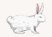 White rabbit sketch animal illustration psd