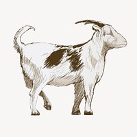 Goat sketch animal illustration vector