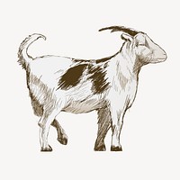 Goat  sketch animal illustration psd