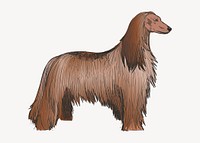 Afghan Hound dog animal illustration vector