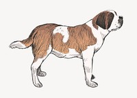 Saint Bernard dog animal illustration vector