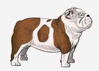 Chubby Bulldog sketch animal illustration psd