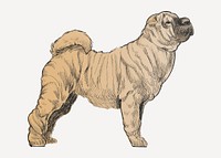 Shar Pei dog animal illustration vector