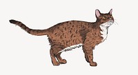 Ocicat cat animal illustration vector