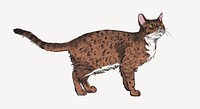 Ocicat cat sketch animal illustration psd