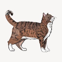 American Wirehair cat animal illustration vector