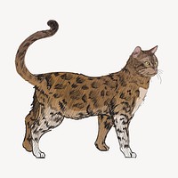 Bengal cat animal illustration vector