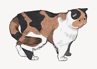 Exotic Shorthair cat animal illustration vector
