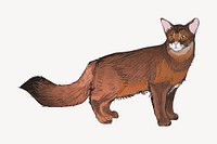 Somalis cat animal illustration vector