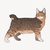 Pixie Bob cat animal illustration vector