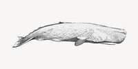 Sperm whale animal illustration vector