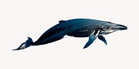 Humpback whale animal illustration vector