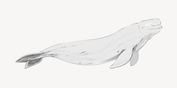 Beluga whale animal illustration vector