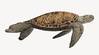 Sea turtle animal illustration vector