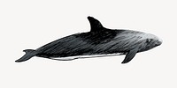 Melon Headed whale animal illustration vector