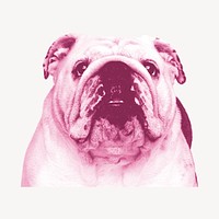 English bulldog collage element psd