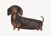 Dachshund illustration collage element psd