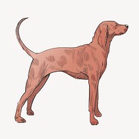 Greyhound dog animal illustration vector