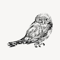 Northern Pygmy owl animal illustration vector