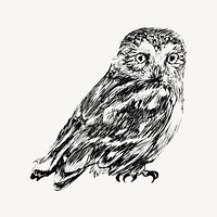 Northern saw-whet owl sketch animal illustration psd