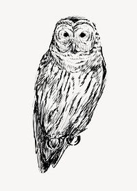 Barred owl animal illustration vector