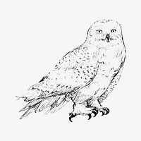 Snow owl animal illustration vector